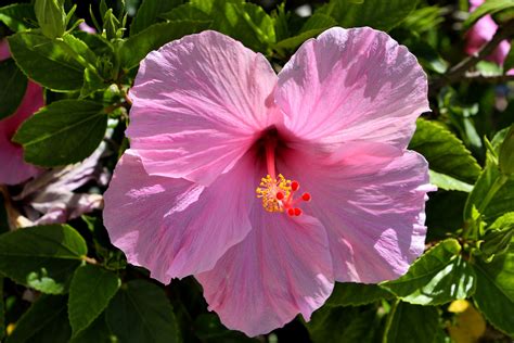 hibisco flor